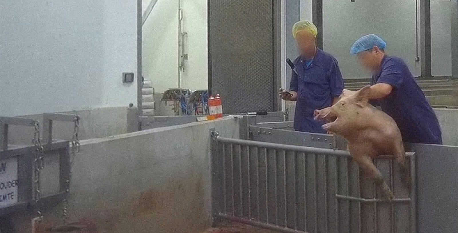 De dood van een varken