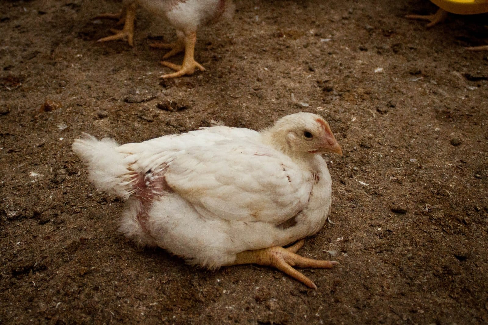 Het leven van een vleeskuiken