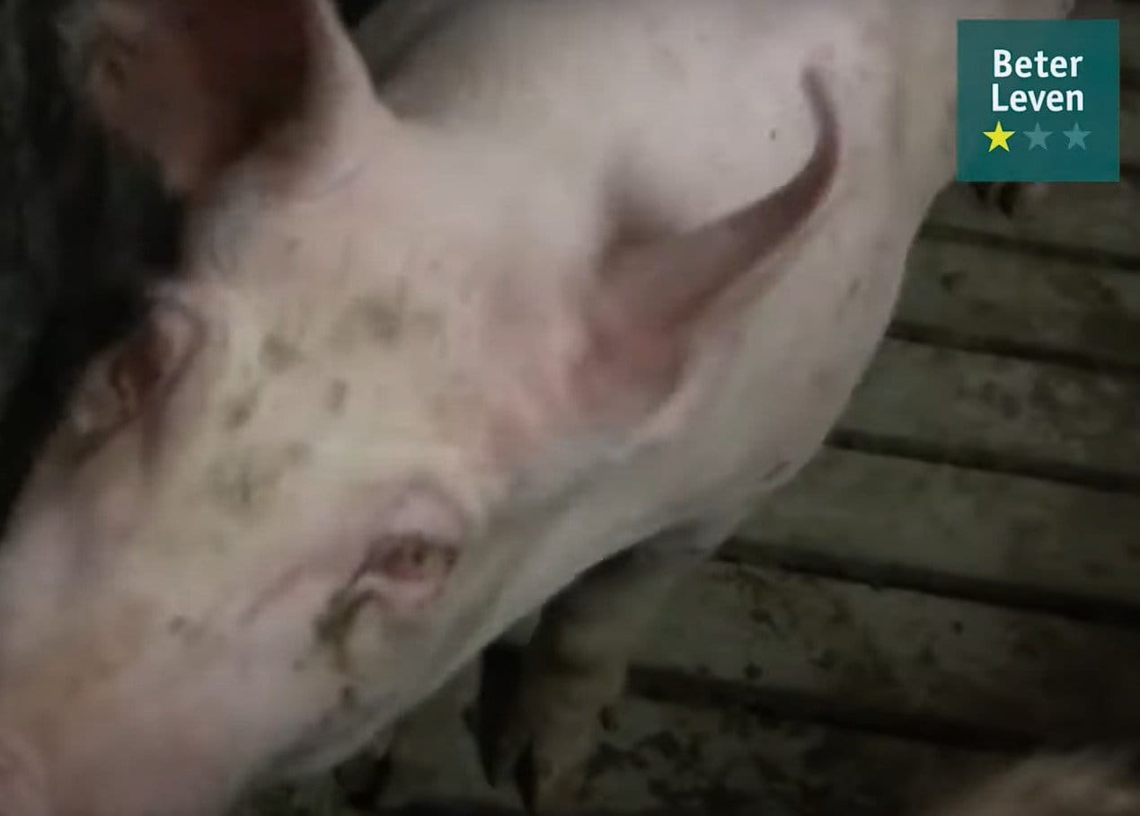 Gewonde varkens bij FDF-voorman Van den Oever