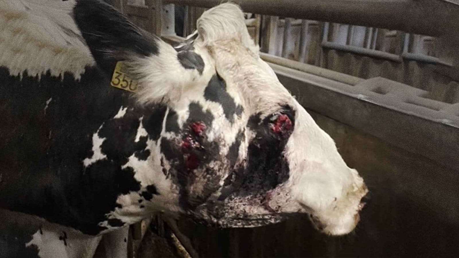 NVWA nog steeds in de fout.