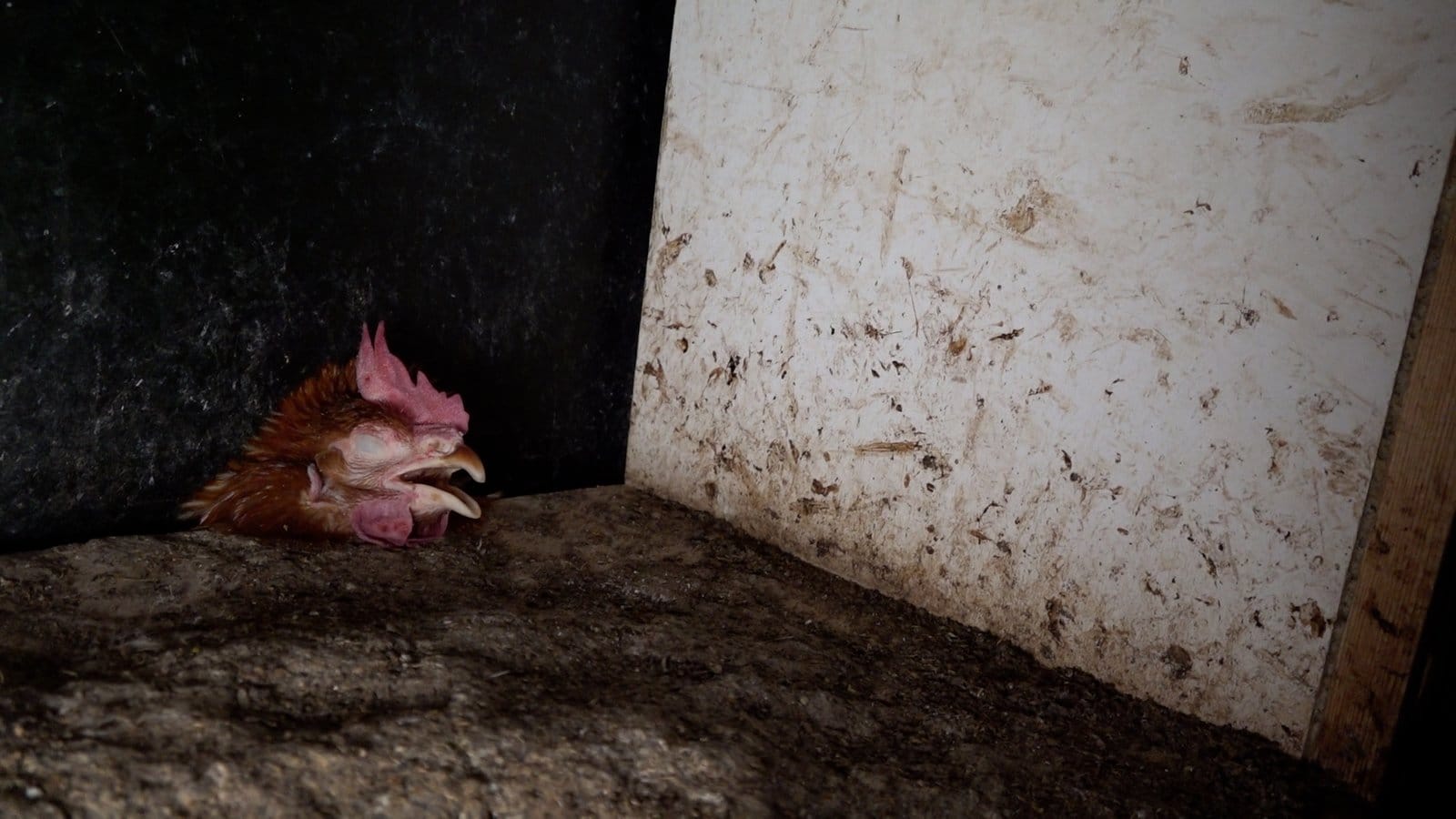 Zorgen om dierenleed bij 'Caring Farmers'