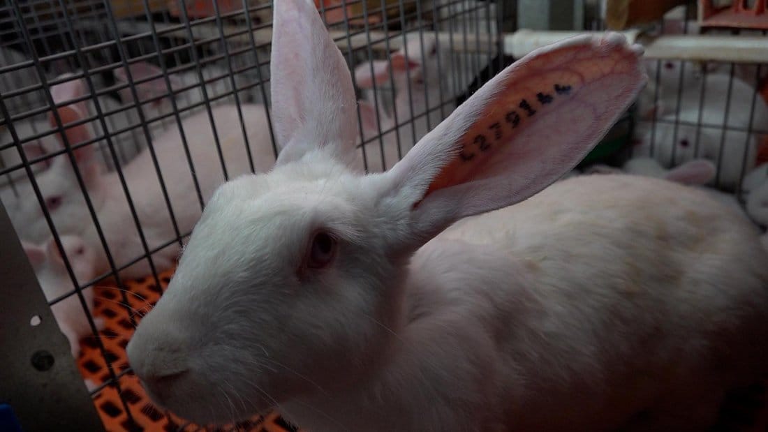 Konijnen het haasje.