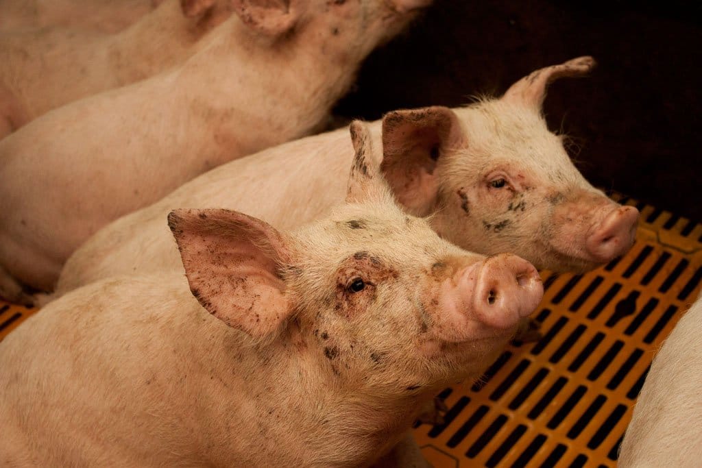 Het leven van een varken