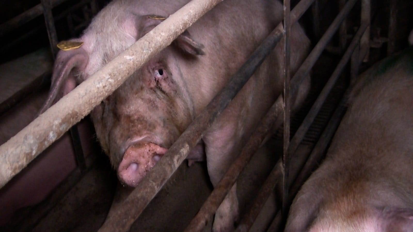 Ernstig zieke varkens bij dierenwelzijnsadviseur voor de overheid