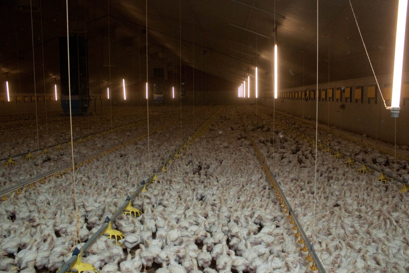 Het leven van een legkip