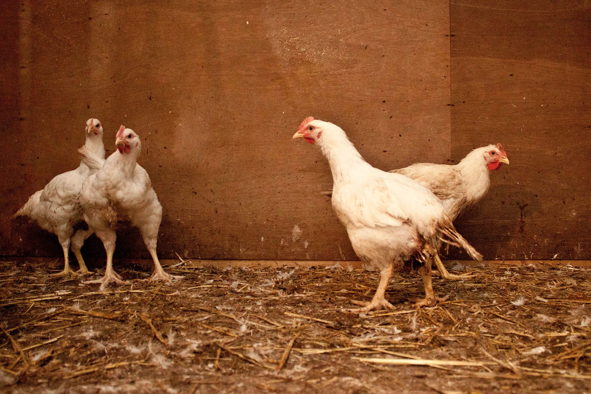 Doneren aan Ongehoord