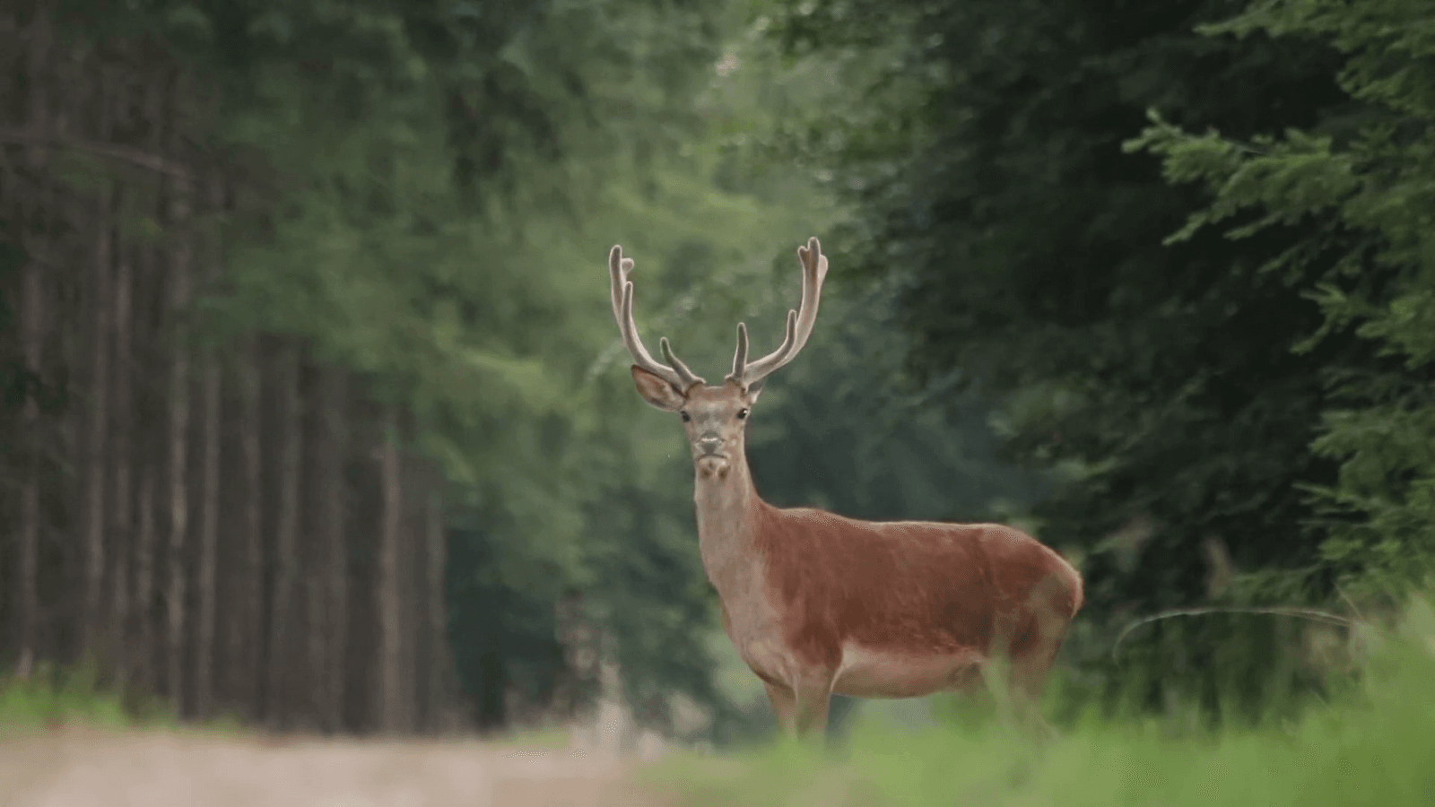 Natuurlijk leven