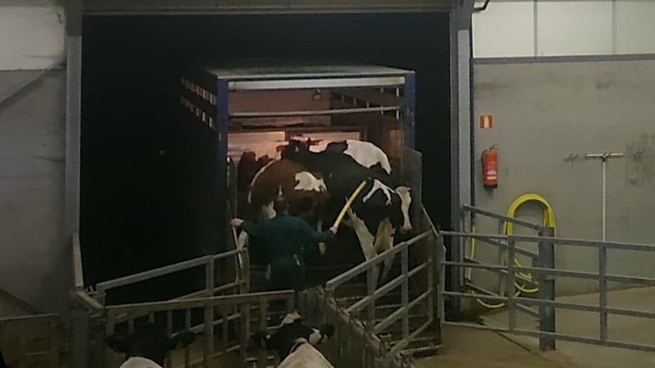 Uitgemolken - Transport van koeien en kalfjes.