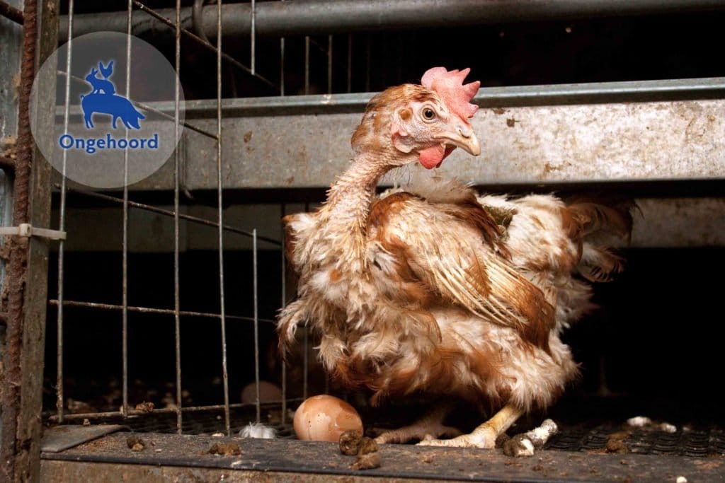 Gestoord gedrag, uitval en ziekten