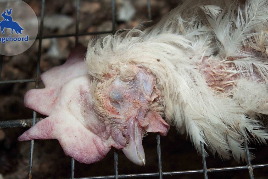 Kratten met leghennen op een transportwagen