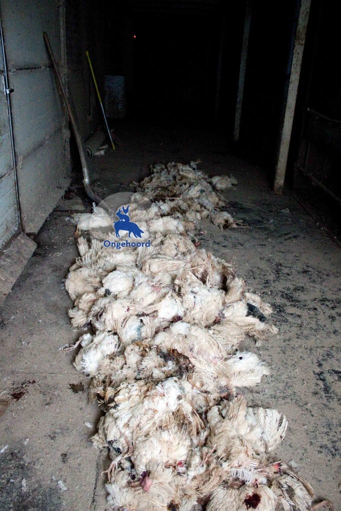 Leghennen gevangen en in kratten gepropt voor transport