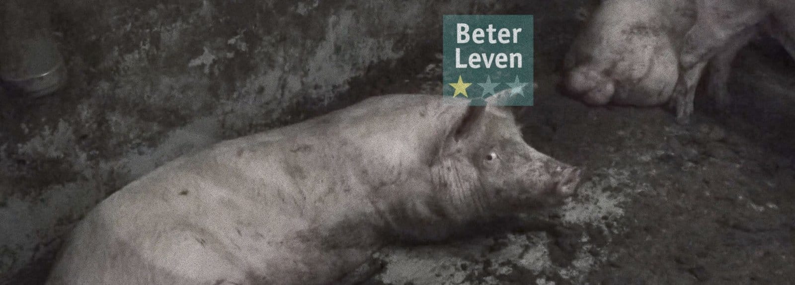 Ongehoord klaagt Beter Leven om misleiding aan bij de Reclame Code Commissie.